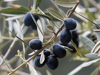 Close-up of ripe black olives on a branch with silver-green leaves
