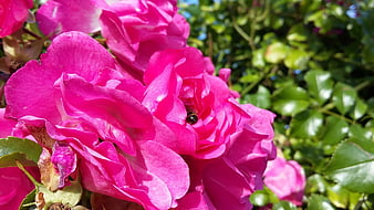 Close-up of vibrant pink roses with a bee in the center