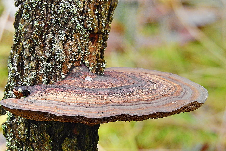 Close-up of a large bracket fungus growing on a tree trunk