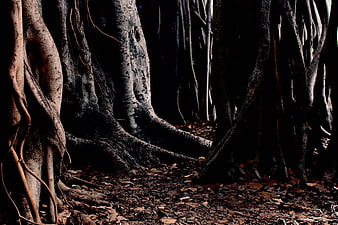 Dark Forest Floor with Exposed Tree Roots and Fallen Leaves