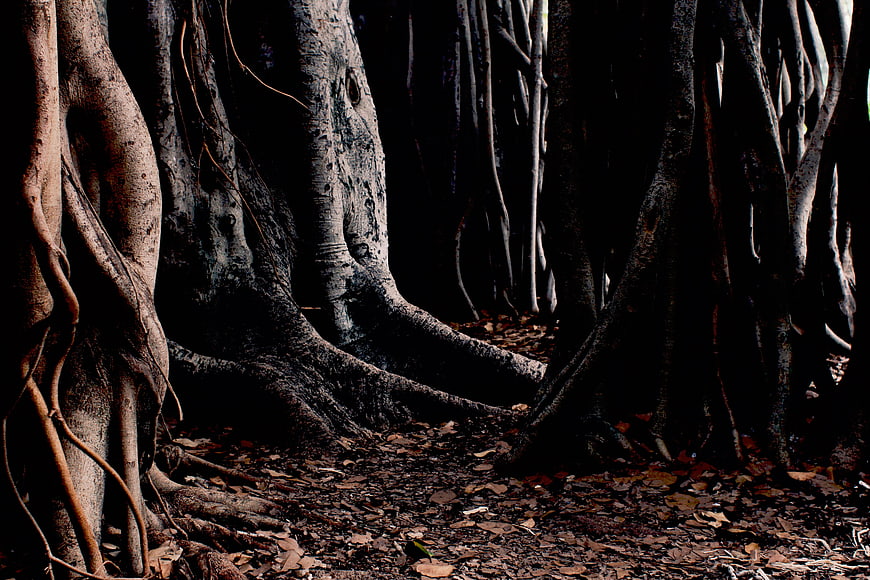 Dark Forest Floor with Exposed Tree Roots and Fallen Leaves