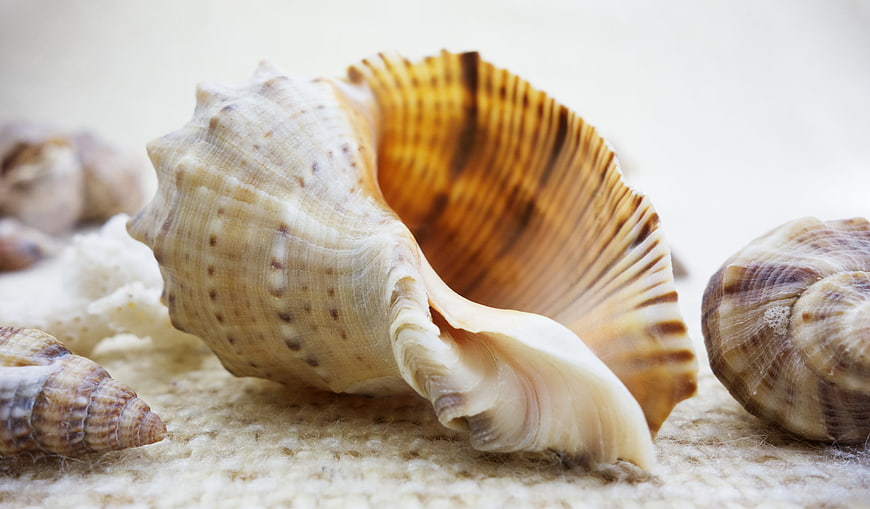 Macro close-up of a large conch seashell with natural texture