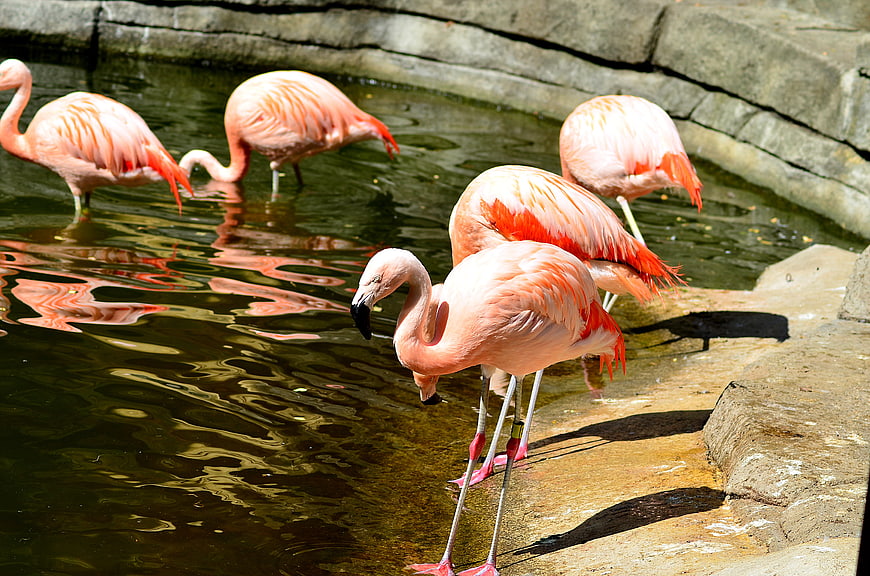 Pink flamingos standing in water at a zoo enclosure