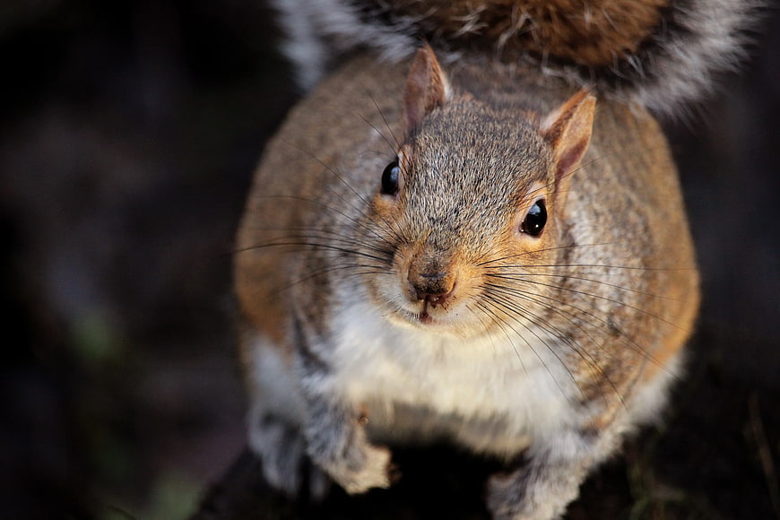 Close-up portrait of a curious brown squirrel looking up