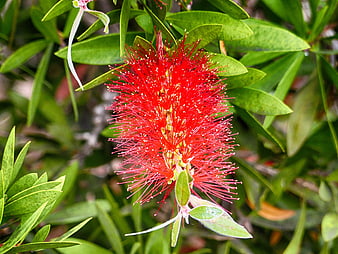 Vibrant Red Bottle Brush Flower Close-Up
