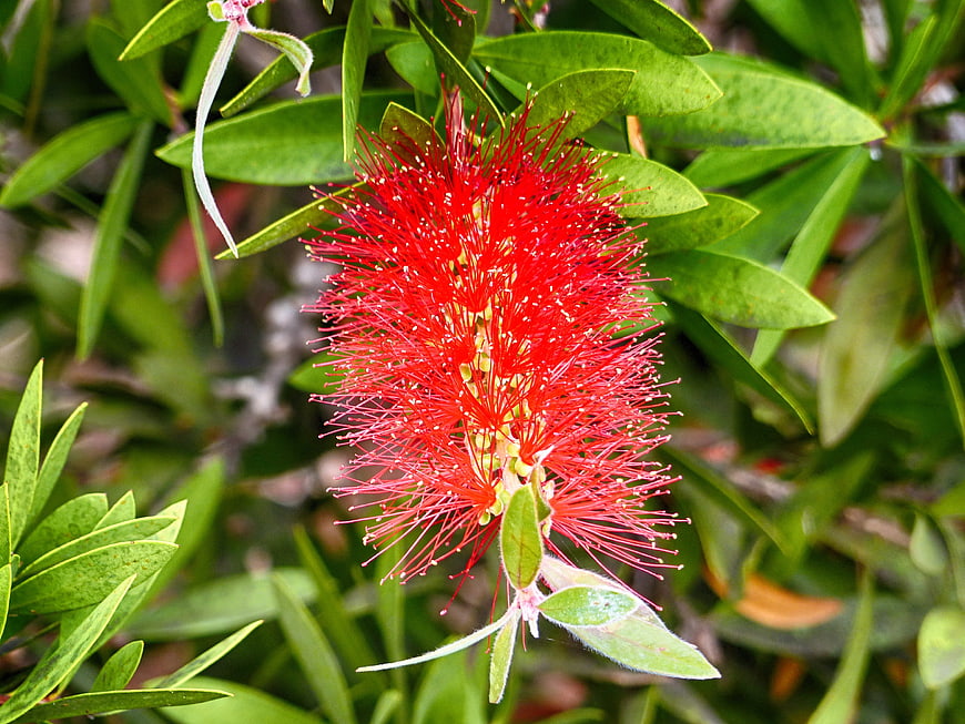 Vibrant Red Bottle Brush Flower Close-Up