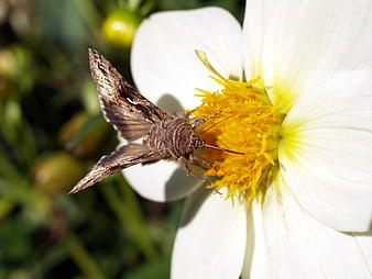 Close-up of a brown moth feeding on a white flower