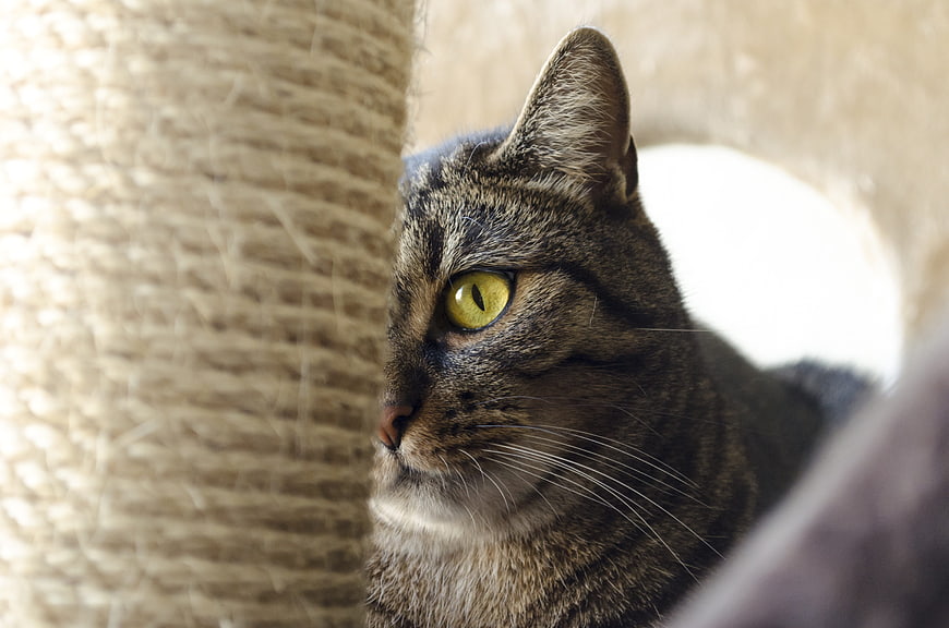 Close-up of a Tabby Cat with Green Eyes Peeking from Behind Sisal