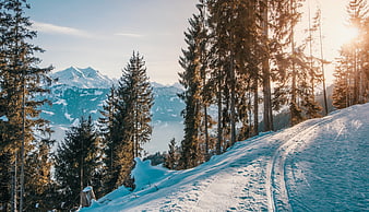 Snowy Mountain Trail Through Pine Forest at Sunset
