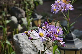 Purple Aster Flowers with Butterfly in Garden