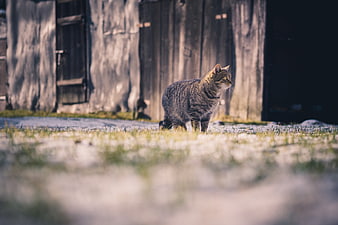 Tabby Cat Standing in Grass Near Wooden Barn