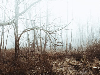 Misty forest with bare trees and dry grass in winter