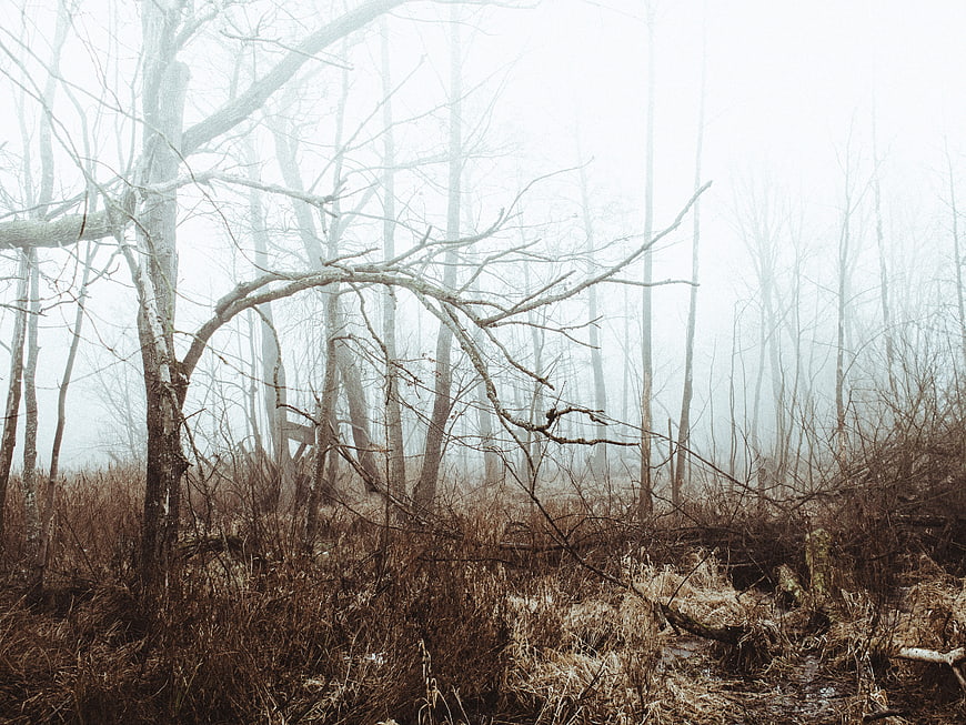 Misty forest with bare trees and dry grass in winter