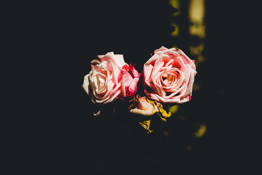 Two Pink Roses on Dark Background