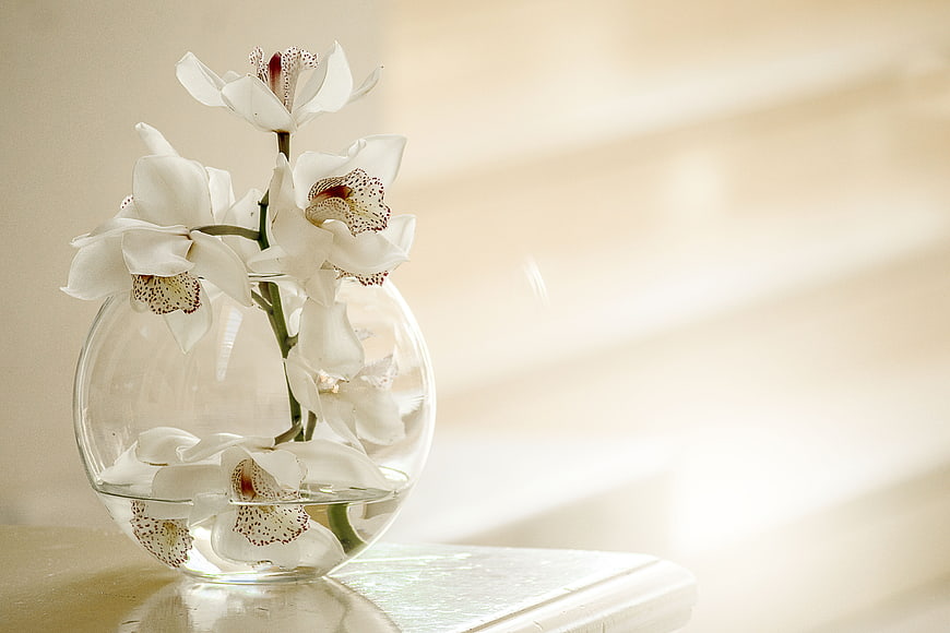 White Orchids in Glass Vase with Copyspace