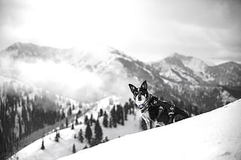 Black and white dog hiking in snowy mountains