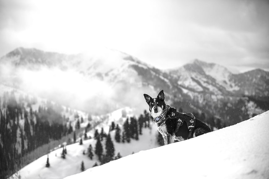Black and white dog hiking in snowy mountains