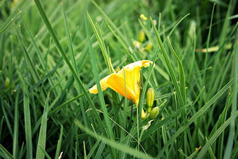 Yellow Daylily Flower Blooming in Green Grass
