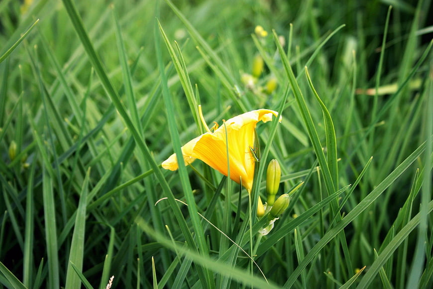 Yellow Daylily Flower Blooming in Green Grass