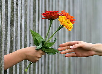 Child Giving Flowers to Adult Hand Over Wooden Fence