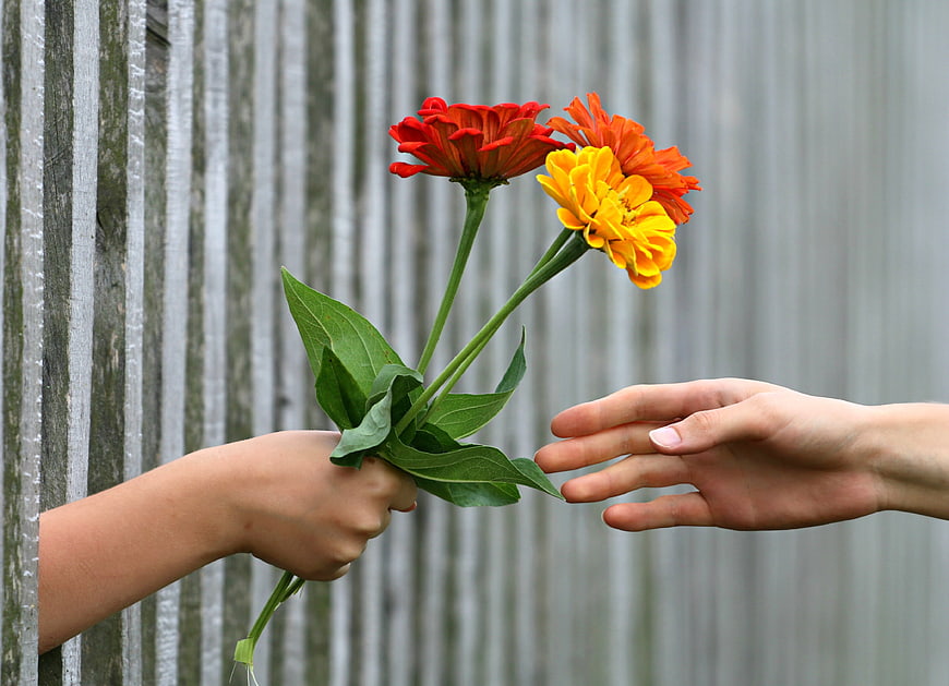 Child Giving Flowers to Adult Hand Over Wooden Fence