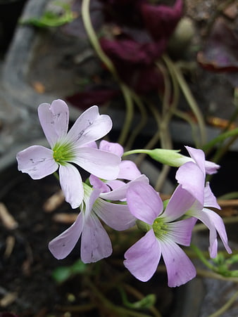 Close-up of delicate pink wood sorrel flowers