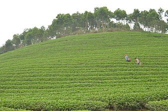 Tea pickers harvesting on lush green hillside plantation