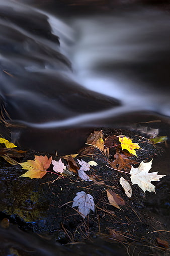 Autumn maple leaves on wet rocks by a flowing stream