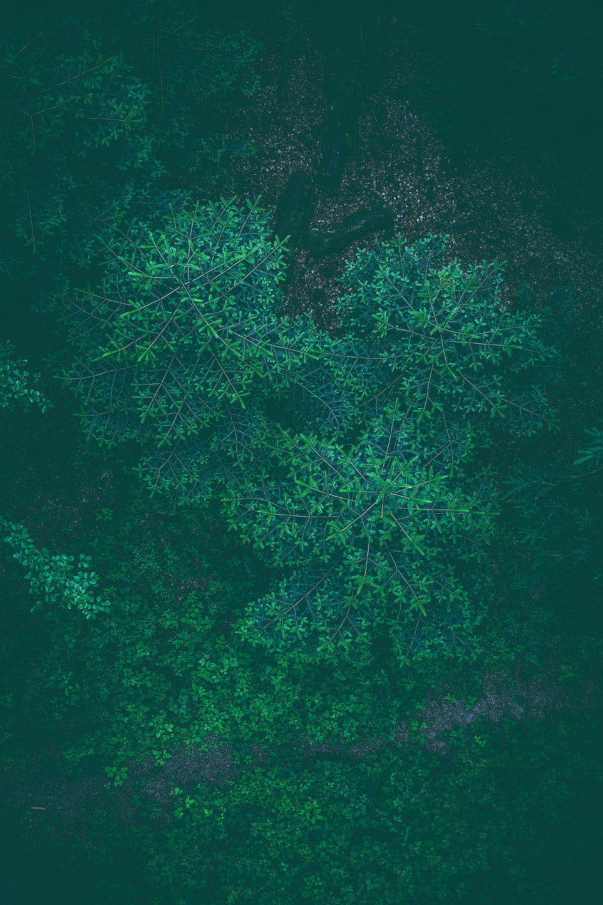 Aerial View of Green Forest Canopy with Star-Shaped Trees