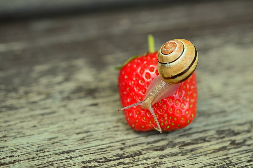 Banded snail crawling on a fresh red strawberry on rustic wood