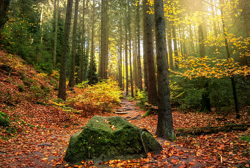 Sunlit Autumn Forest Path with Mossy Rock