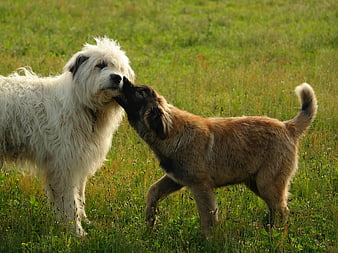 Two fluffy dogs playing affectionately in a green meadow