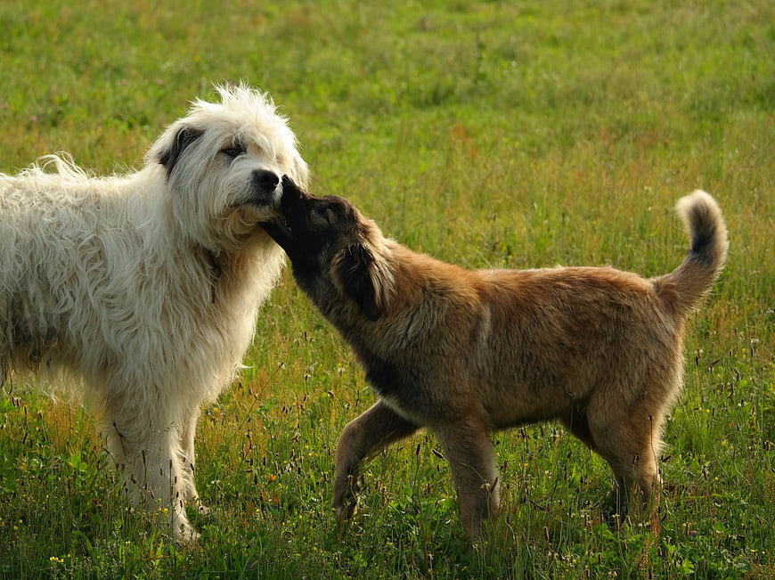 Two fluffy dogs playing affectionately in a green meadow