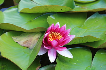 Pink Water Lily with Yellow Center on Green Lily Pads