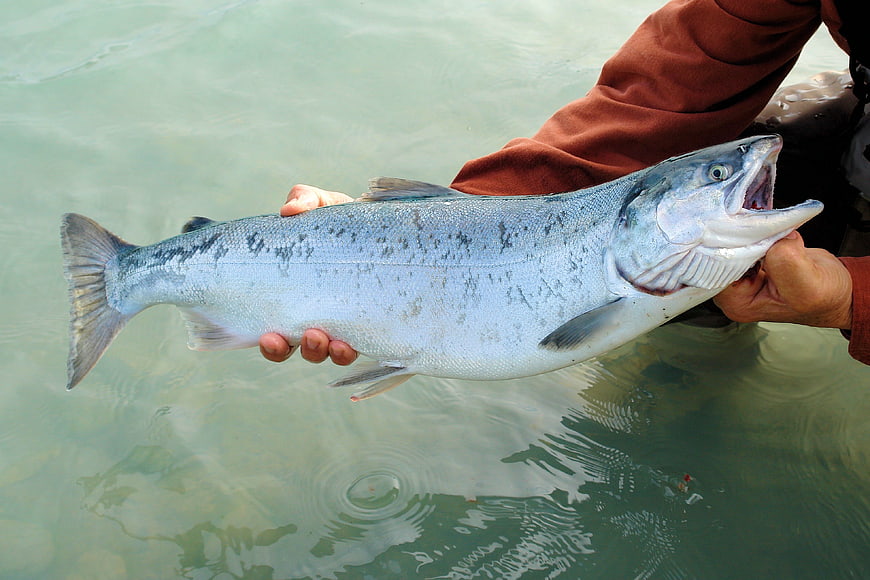 Angler holding large silver salmon in river water