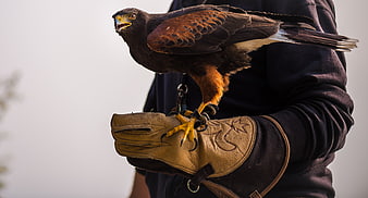 Harris Hawk Perched on Falconer's Gloved Hand
