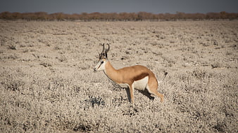Springbok running in dry African savanna landscape