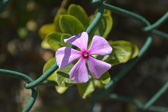 Pink Periwinkle Flower Blooming on Green Wire Fence