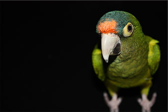 Close-up of a Green-cheeked Conure Parrot on Black Background