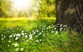 White Wildflowers Blooming Under Tree in Sunlit Forest