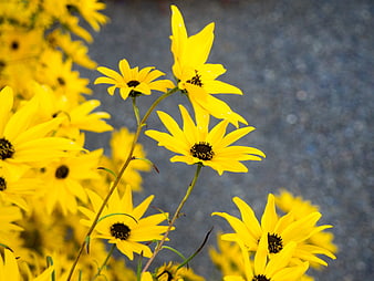 Vibrant Yellow Black-Eyed Susans Against Blurred Background