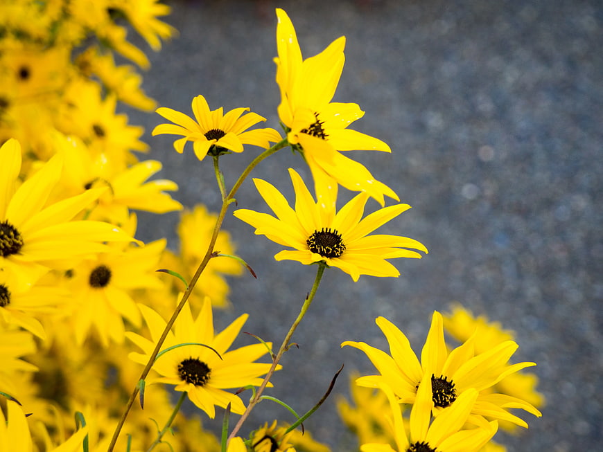 Vibrant Yellow Black-Eyed Susans Against Blurred Background