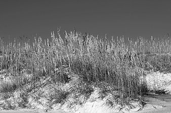 Black and white sea oats on sandy dunes