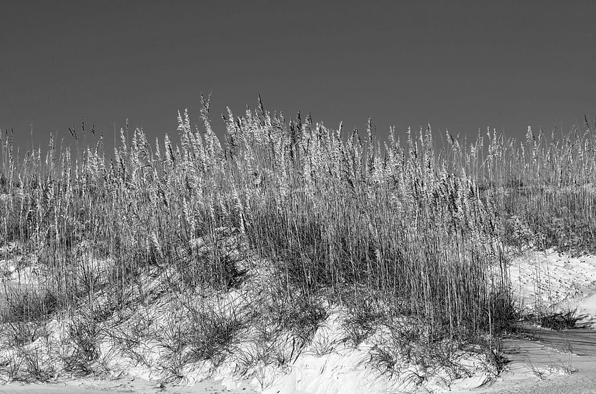 Black and white sea oats on sandy dunes