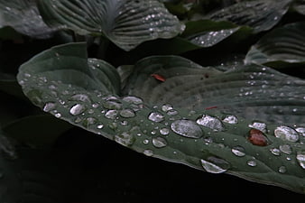 Close-up of green hosta leaf with raindrops