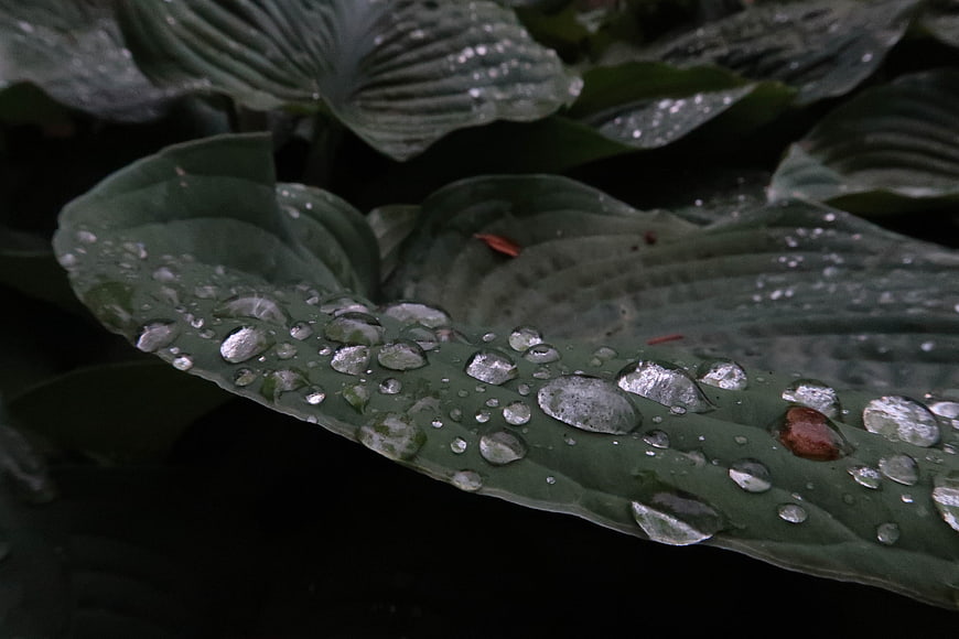 Close-up of green hosta leaf with raindrops