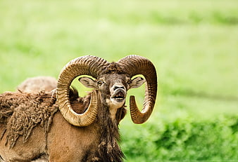 Mouflon Wild Sheep Portrait With Large Curved Horns In Green Meadow