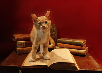 Cute Ginger Kitten Standing on Open Book with Vintage Books