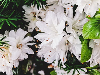 Close-up of white rhododendron flowers with green leaves