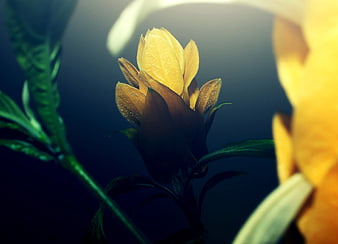 Close-up of yellow flower bud with dew drops on dark background